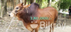 দেশী ষাঁড়